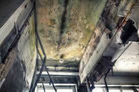 Why You Should Choose Our Mold Remediation Services in Elmira, NY